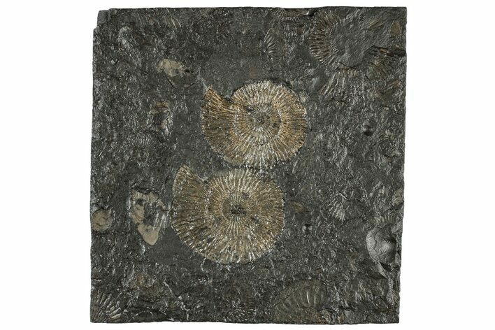 Fossil Ammonite (Dactylioceras) Cluster - Posidonia Shale, Germany #304960